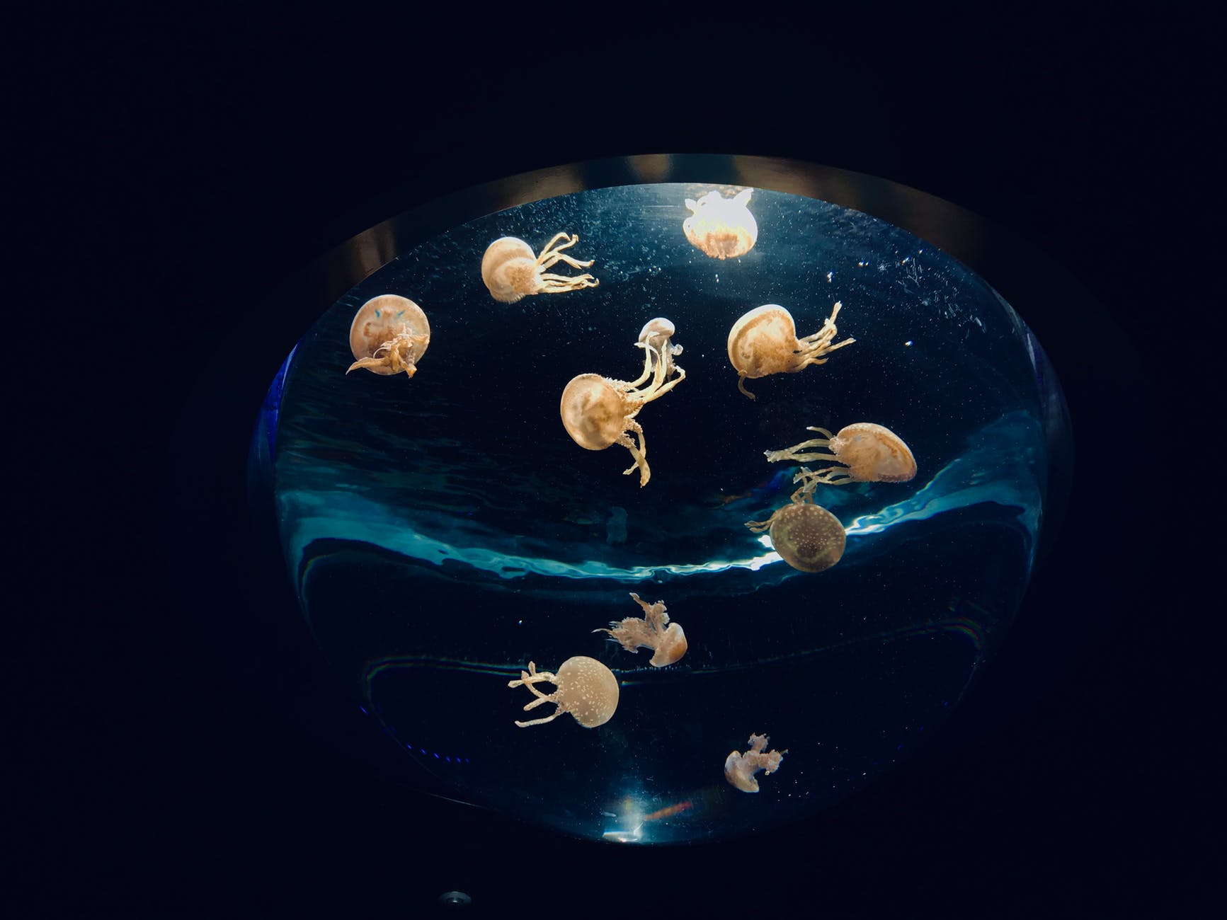 jellyfish inside an aquarium