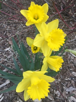 5 daffodil