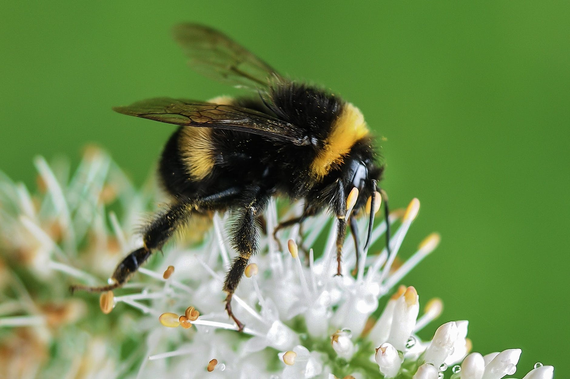 bee bumblebee insect macro