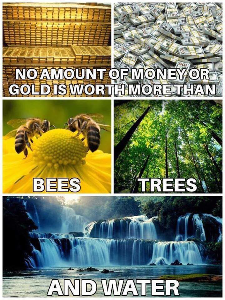 bees trees water