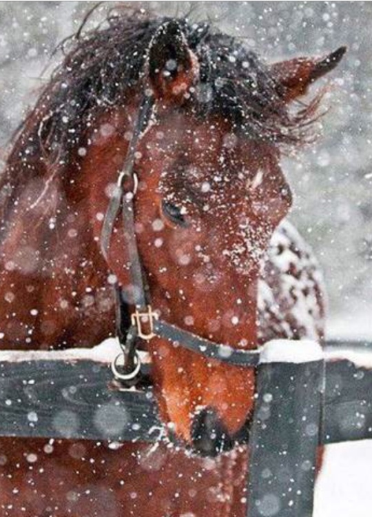 horse head in snow